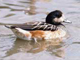 chiloe wigeon